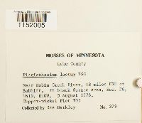 Plagiothecium laetum image