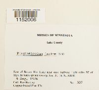 Plagiothecium laetum image