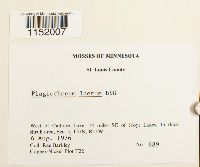 Plagiothecium laetum image