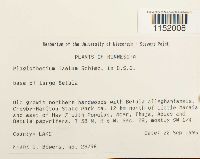 Plagiothecium laetum image