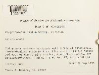 Plagiothecium laetum image