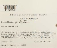 Plagiothecium laetum image