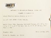 Plagiothecium laetum image