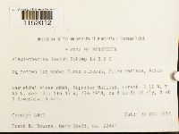 Plagiothecium laetum image