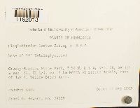 Plagiothecium laetum image