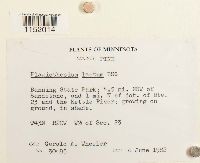 Plagiothecium laetum image