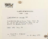 Plagiothecium laetum image