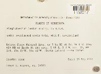 Plagiothecium laetum image