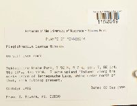 Plagiothecium laetum image