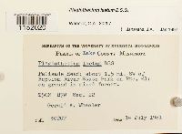 Plagiothecium laetum image