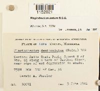 Plagiothecium laetum image