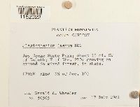 Plagiothecium laetum image