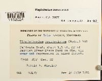 Plagiothecium laetum image