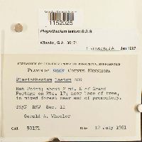 Plagiothecium laetum image