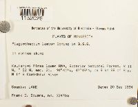 Plagiothecium laetum image