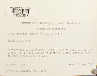 Plagiothecium laetum image