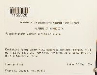 Plagiothecium laetum image