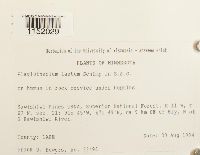 Plagiothecium laetum image