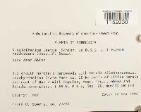 Plagiothecium laetum image