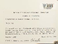 Plagiothecium laetum image