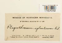 Plagiothecium sylvaticum image