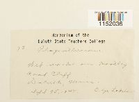 Plagiothecium sylvaticum image