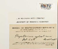 Plagiothecium sylvaticum image