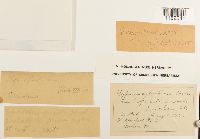 Plagiothecium sylvaticum image