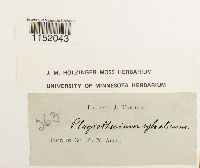 Plagiothecium sylvaticum image