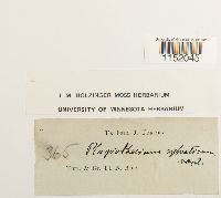 Plagiothecium sylvaticum image