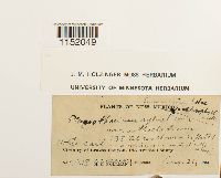 Plagiothecium cavifolium image