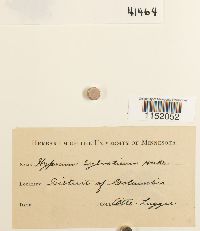 Plagiothecium sylvaticum image