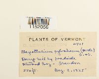 Plagiothecium sylvaticum image