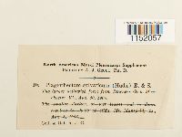 Plagiothecium sylvaticum image