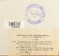 Plagiothecium sylvaticum image