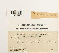 Plagiothecium cavifolium image