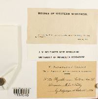 Plagiothecium cavifolium image