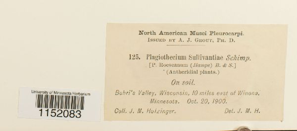 Plagiothecium cavifolium image