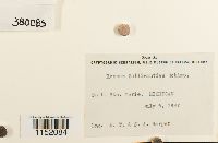 Plagiothecium cavifolium image