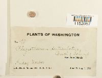 Plagiothecium denticulatum image