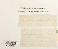 Plagiothecium denticulatum image