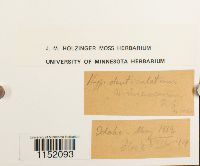 Plagiothecium denticulatum image