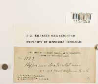 Plagiothecium laetum image