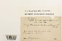 Plagiothecium denticulatum image