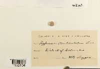 Plagiothecium denticulatum image