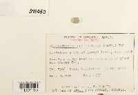 Plagiothecium denticulatum image