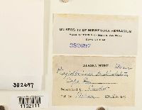 Plagiothecium denticulatum image