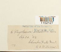 Plagiothecium denticulatum image