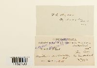 Plagiothecium denticulatum image