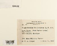 Plagiothecium denticulatum image